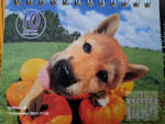 ２０２３年十月の柴子犬 – Petits Shiba d'octobre 2023