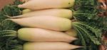 大根 - Daikon