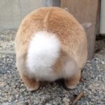 ぷりけつ - Puriketsu