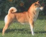 柴犬 - Shiba Inu