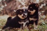 ２０１７年二月の柴子犬 – Petits Shiba de Février 2017
