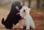 ２０１７年一月の柴子犬 - Petits Shiba de Janvier 2017
