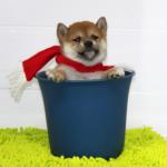 メリ-クリスマス2012 - Joyeux Noël 2012