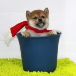 メリ－クリスマス2012　- Joyeux Noël 2012