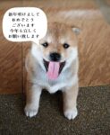 新年明けましておめでとうございます – Bonne Année 2018