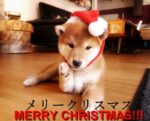 メリークリスマス - Joyeux Noël 2017